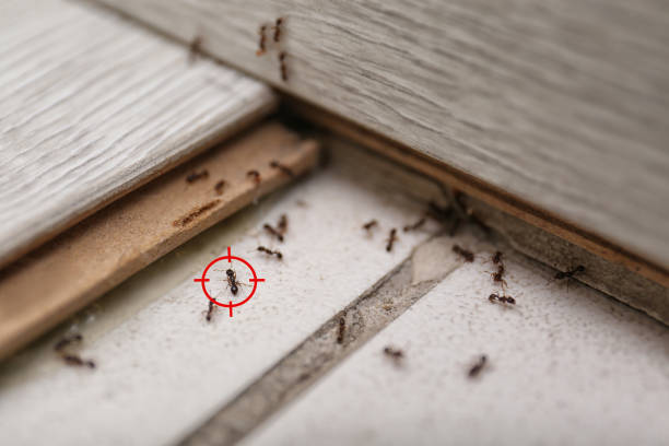 Best Best Pest Control Companies  in Prospect Park, NJ