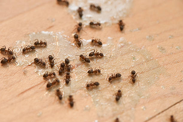 Insect Control in Prospect Park, NJ