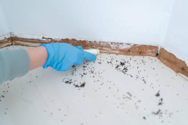 Best Affordable Pest Control Services  in Prospect Park, NJ
